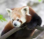 Challenges of Red Panda Conservation in India